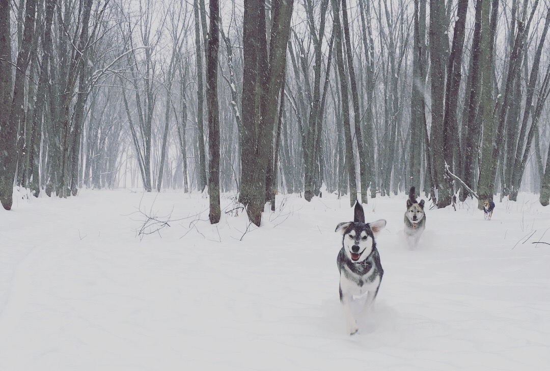 Meeka and friends in snow