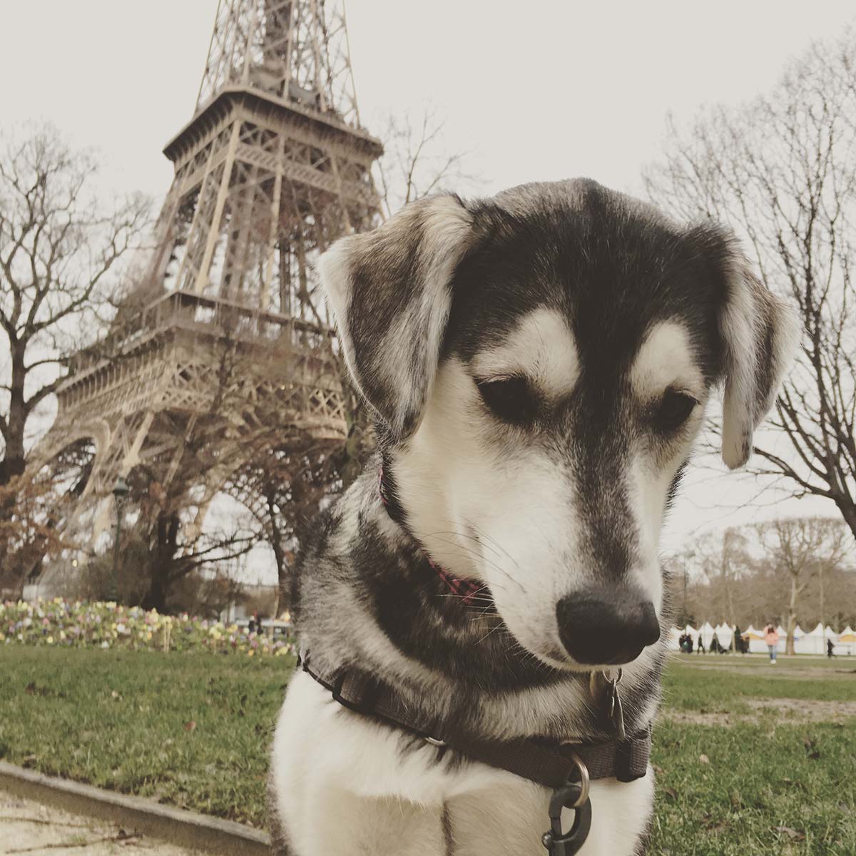 Bringing My Dog from Canada to France: Paperwork