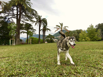 The Nice Spots for Dogs in Nice