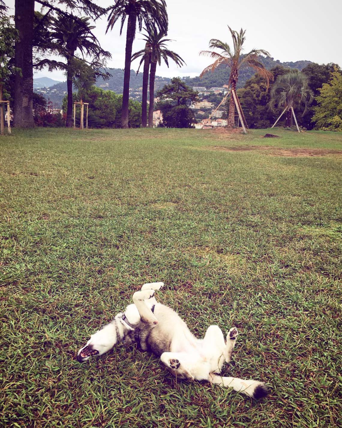 Meeka rolling around