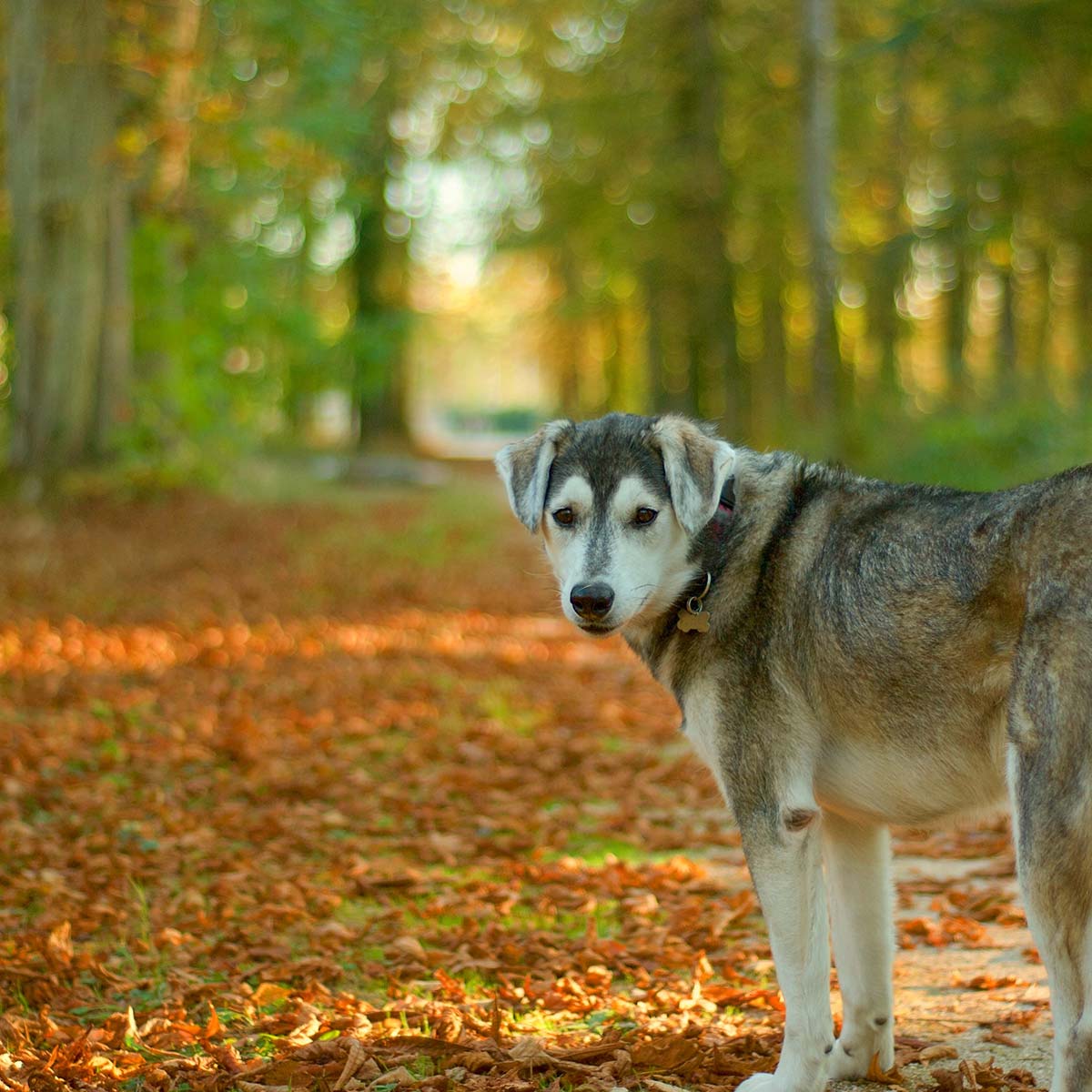 Meeka amongst the trees