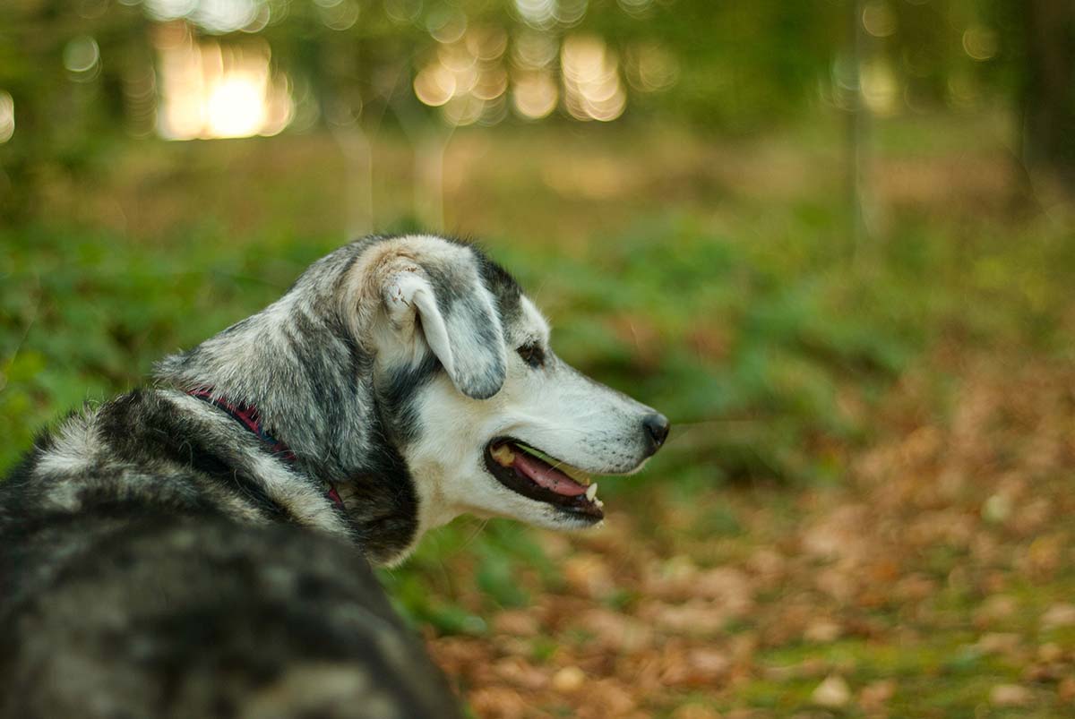 Great Dog Walks in Dijon | With Husky